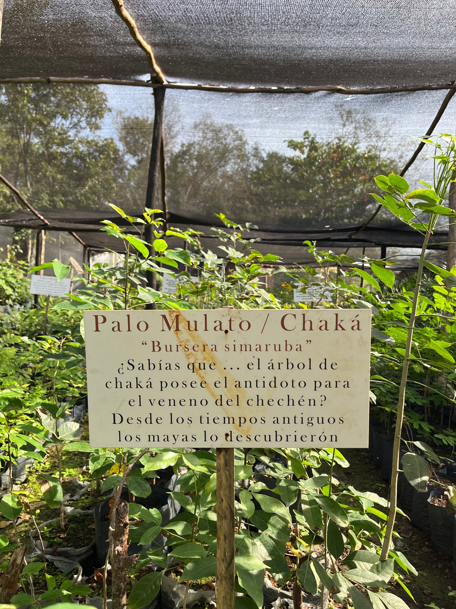 Palo Mulato sign