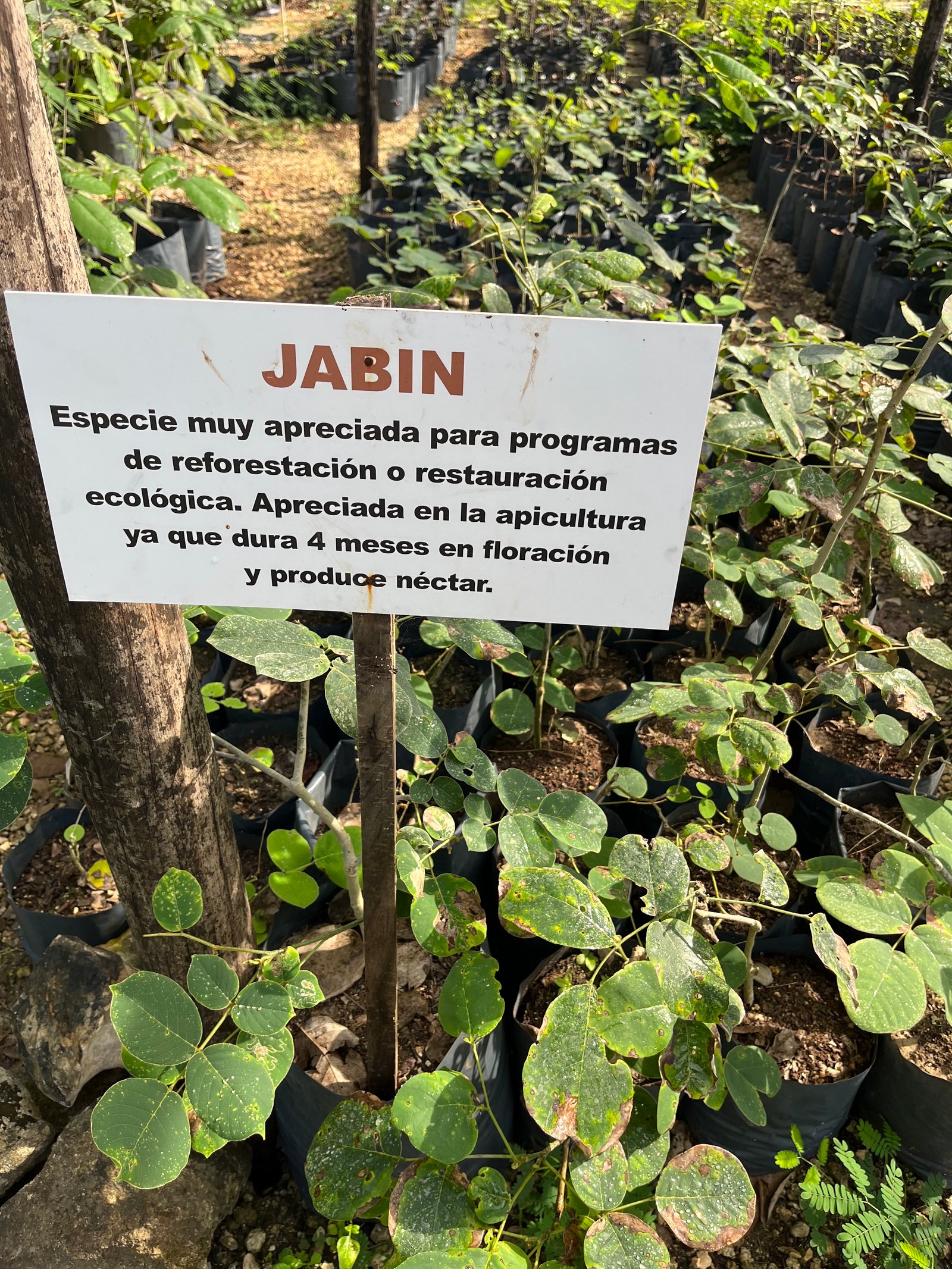 Jabin wood